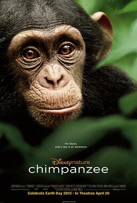 黑猩猩Chimpanzee